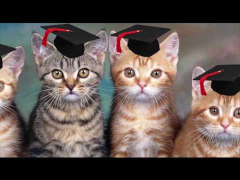 Get Rich Quick System: Catsoline and You!